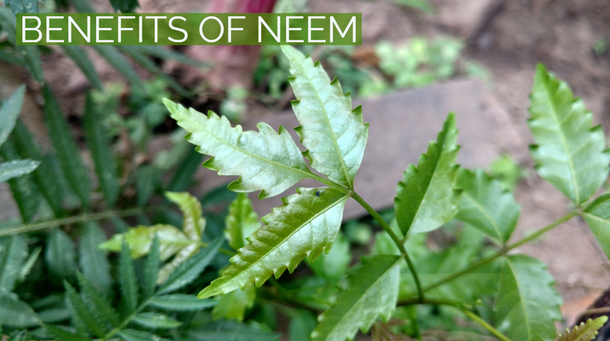 8 Amazing Benefits of Neem